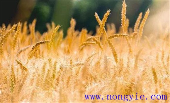 干热风对小麦的危害 如何预防小麦干热风