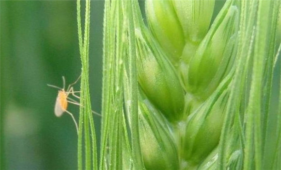 小麦吸浆虫发生规律 小麦吸浆虫防控方法