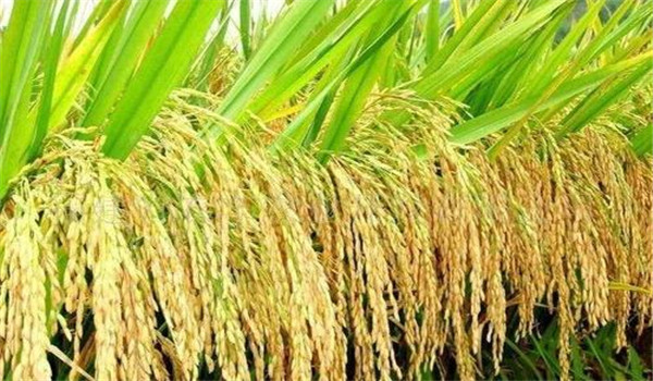 水稻的结实率和什么有关系 怎样提高水稻结实率