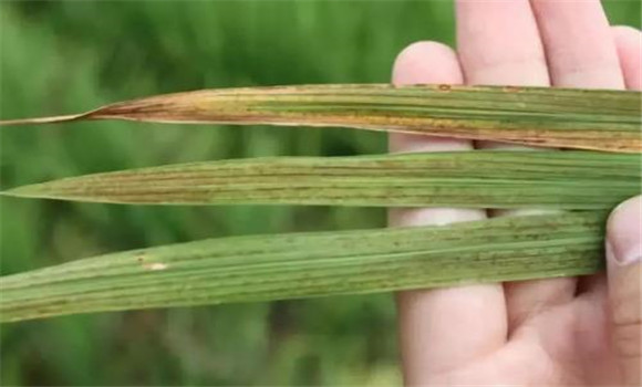 水稻病虫害识别与防治 水稻常见病虫害防治方法