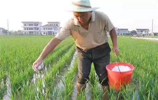 直播稻的施肥方法
