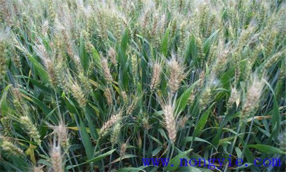 小麦赤霉病防治最佳期 小麦赤霉病用什么药防治