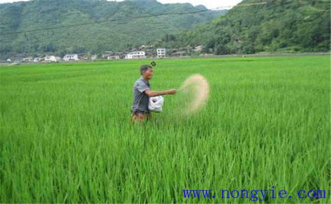 一亩水稻的需肥量