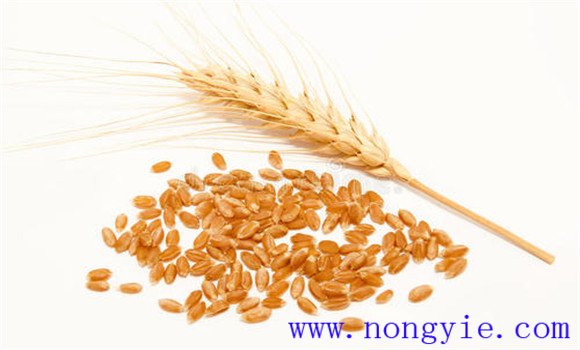 小麦种子保存方法 小麦种子贮藏技术