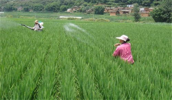 如何开展水稻病虫害综合防治?