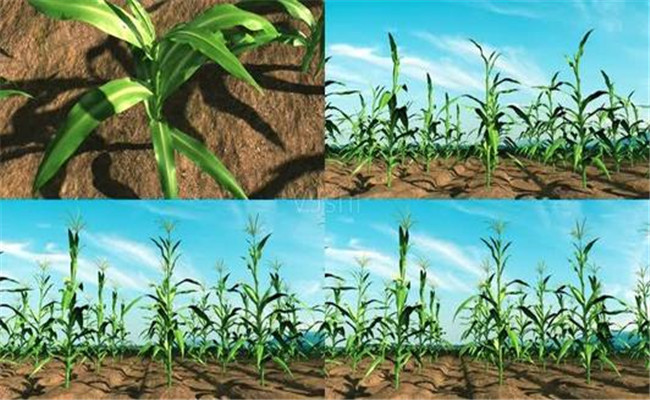 玉米生长有哪三个阶段