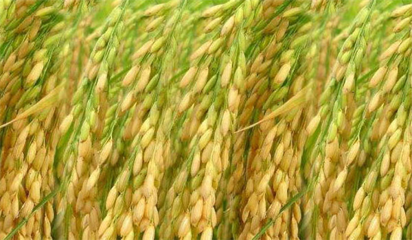 一季晚稻和双季晚稻是什么意思 一季晚稻种植要