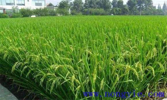 水稻施肥方法和用量 水稻施肥技术要点