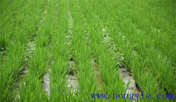 水稻移栽本田用什么除草剂