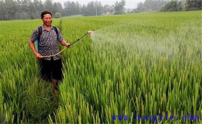 水稻喷施磷酸二氢钾的时间、喷施量和注意事项