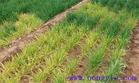 小麦除草剂药害的症状 小麦除草剂药害如何解救