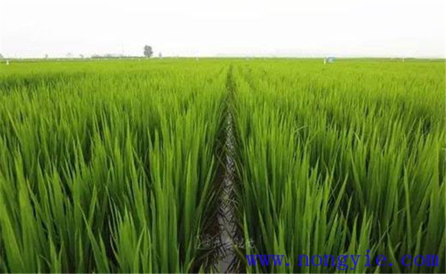 东北的主要水稻产区
