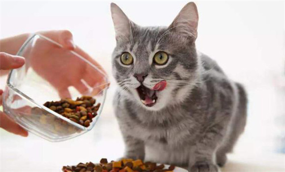 猫的饲喂与饮水要求 猫的饲料调制要注意哪些