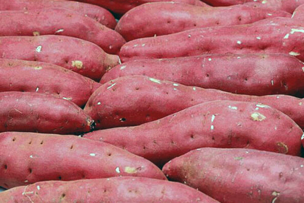 红薯的营养价值和吃红薯的好处 红薯的功效与作
