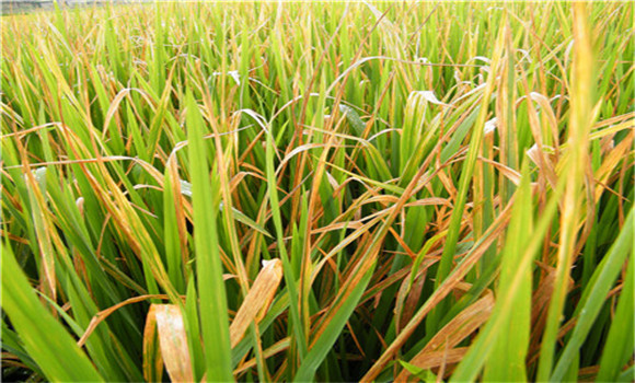 水稻白叶枯病防治 水稻白叶枯病表现的症状