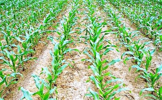 玉米整齐度和一播全苗方法