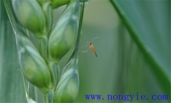 小麦吸浆虫什么时候防治 小麦吸浆虫用什么药治