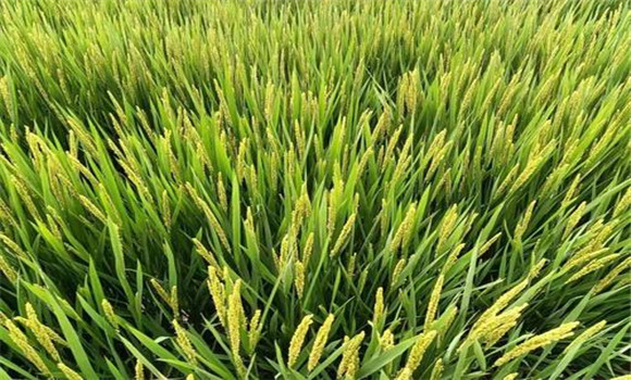 水稻灌浆期时间 水稻灌浆期管理技术介绍