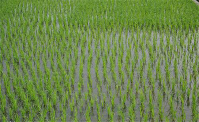 水稻免耕栽培技术要点