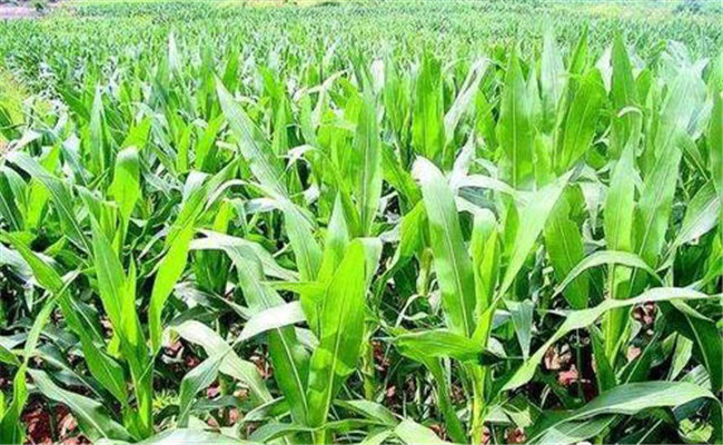 玉米各生长阶段的需水特点 玉米灌溉技术与方法