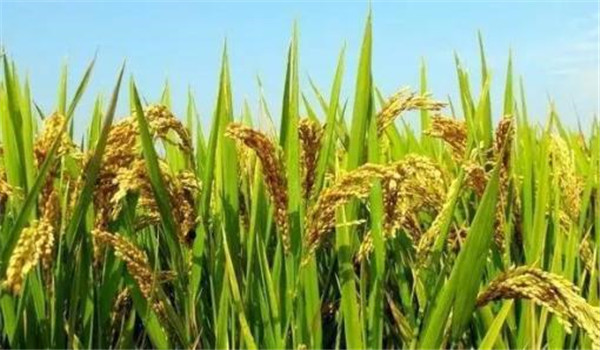 水稻稻穗发育的好坏与哪些环境条件有关系