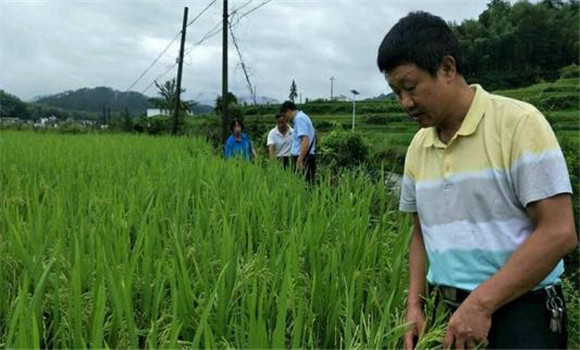 水稻生长后期的管理重点是要做好“五防”