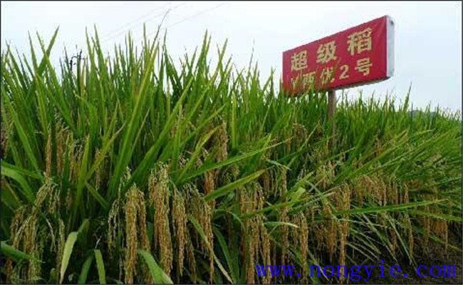 超级稻最高亩产量是多少