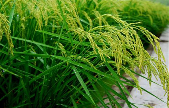 水稻施肥量及比例您知道吗？水稻要如何施肥？