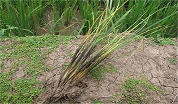 水稻烂秧的原因与防治方法