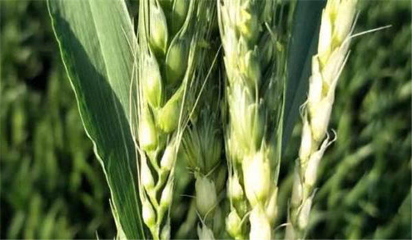 小麦拔节孕穗期的田间管理应主攻什么?
