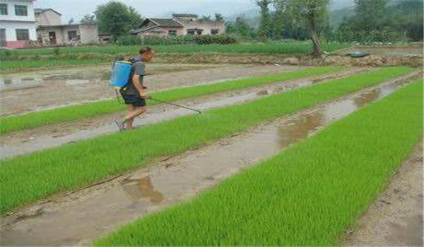 栽培中稻要注意哪些主要技术环节？