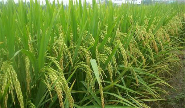 怎样针对杂交水稻吸肥特点合理施肥？