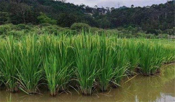 水稻产量的三个90％ 如何提高水稻光合作用效率