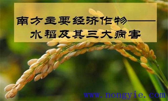 水稻三大病害是什么 水稻病虫害主要有哪些