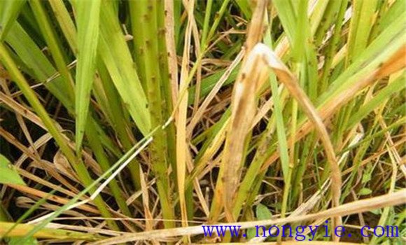 水稻枯心病的诊断识别与防治技术措施