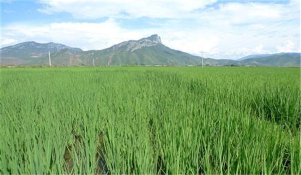 水稻直播高产栽培技术四要点