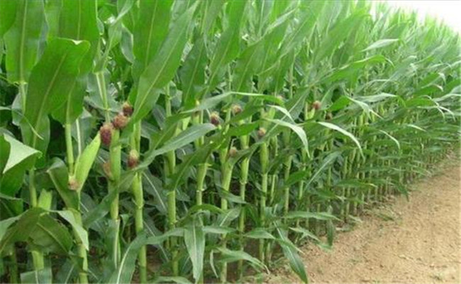 繁育玉米良种杂交种子品质检验