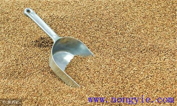 小麦用磷硼混合液浸种为什么能增产，怎样浸种