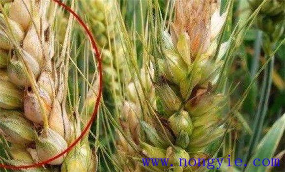 小麦赤霉病的预防措施