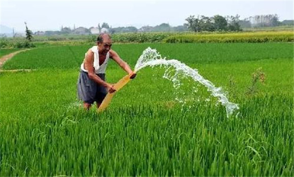 水稻分蘖终期转为幼穗分化期的田间管理重点