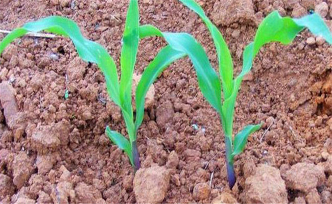 危害玉米的地下害虫有哪些 如何防治