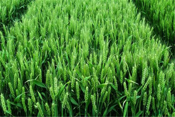 小麦施什么肥  如何掌握小麦的施肥量