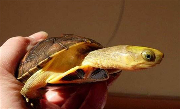 金头龟怎么养