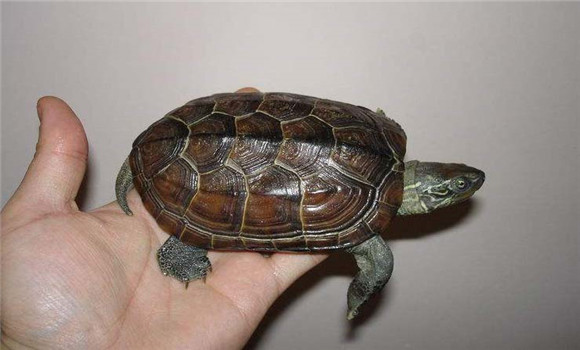 草龟能长多大以及草龟的形态特征