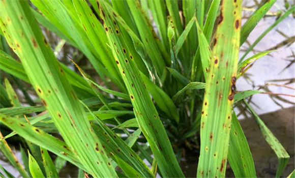 如何识别与防治水稻胡麻叶枯病 它的病原是什么