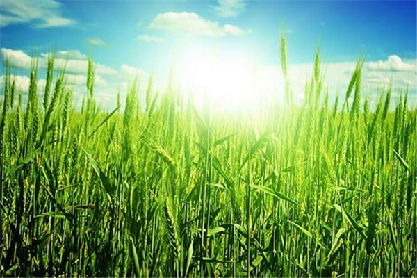 高产小麦适宜的土壤环境条件是什么?