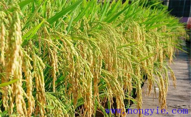 超级杂交水稻和普通水稻的区别