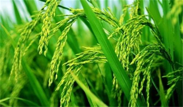 影响水稻根系吸收养分有哪些因素?