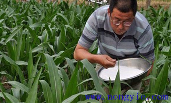 玉米拔节期的施肥方法