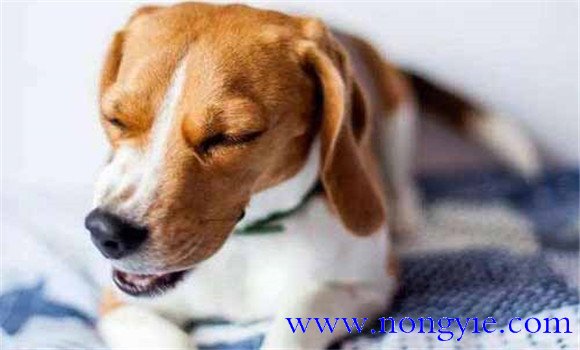 狗狗肺水肿有哪些症状 怎么治疗 是怎么引起的